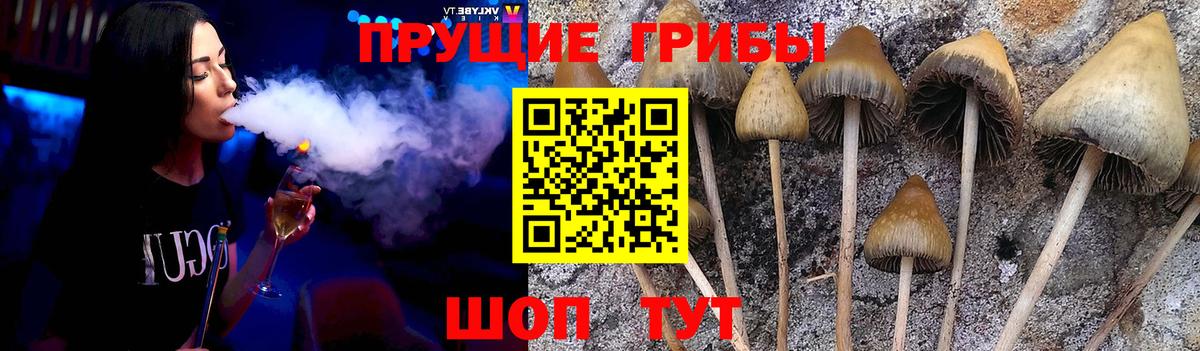 Галлюциногенные грибы Psilocybine cubensis Элиста
